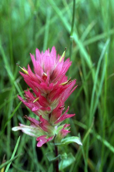 Castilleja Flower Seeds Pink – Heirloom, Non-GMO, High Germination Seeds