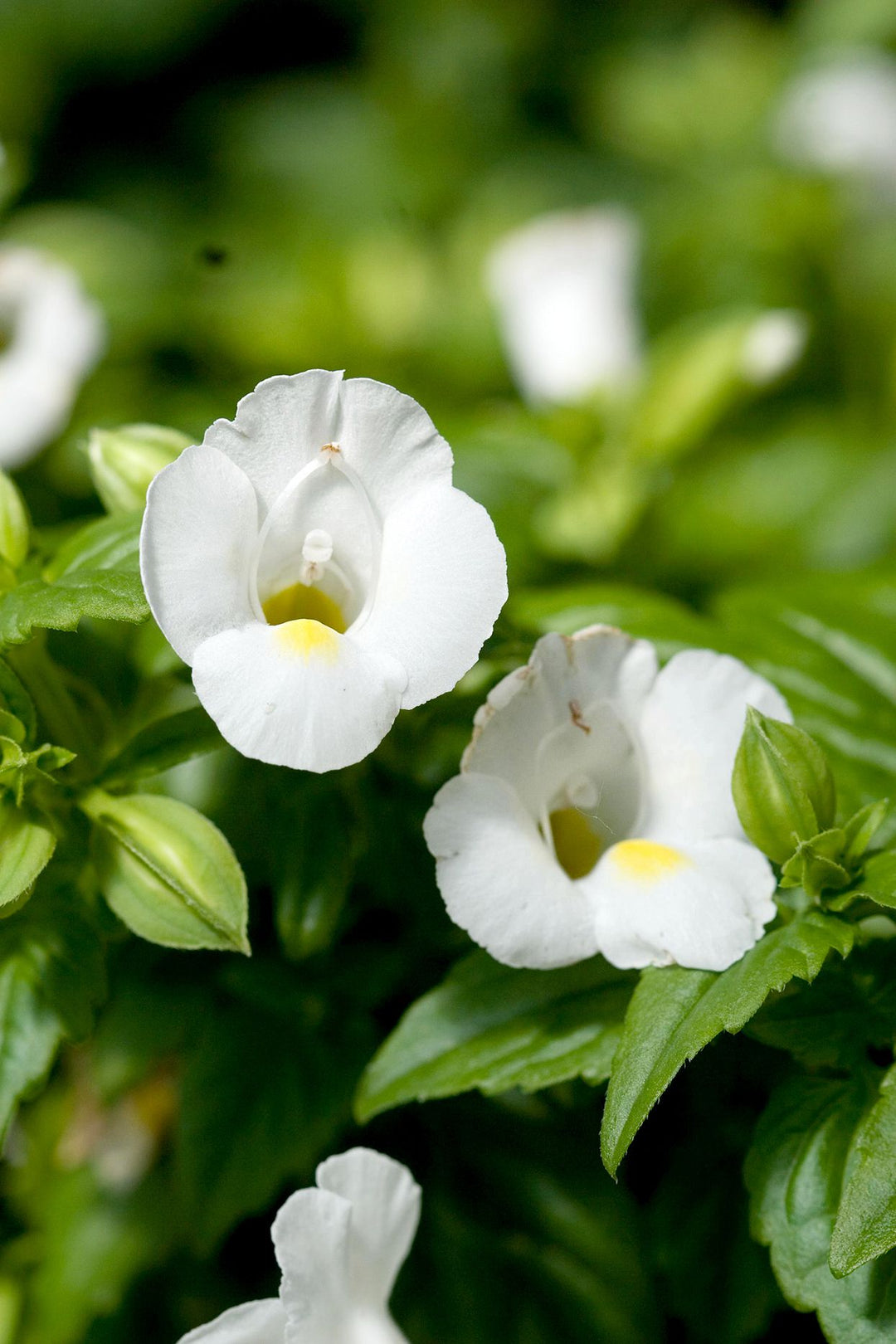 White Torenia Flower Seeds Heirloom Non-GMO High Germination Organic Garden Seeds for Planting