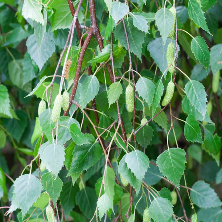Green Betula Pendula Plant Seeds – Heirloom, Non-GMO, High Germination Seeds