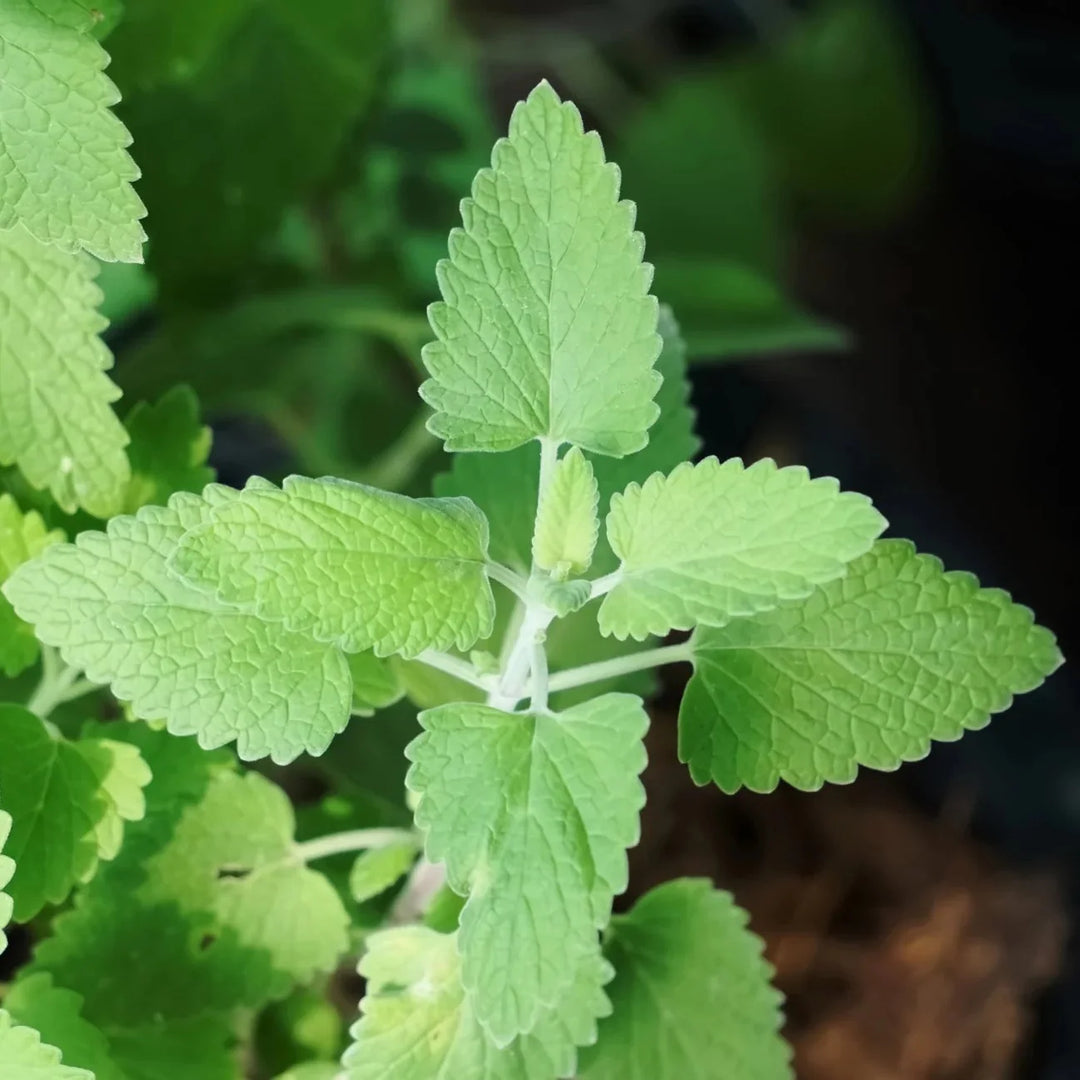 Green Cat herb seeds