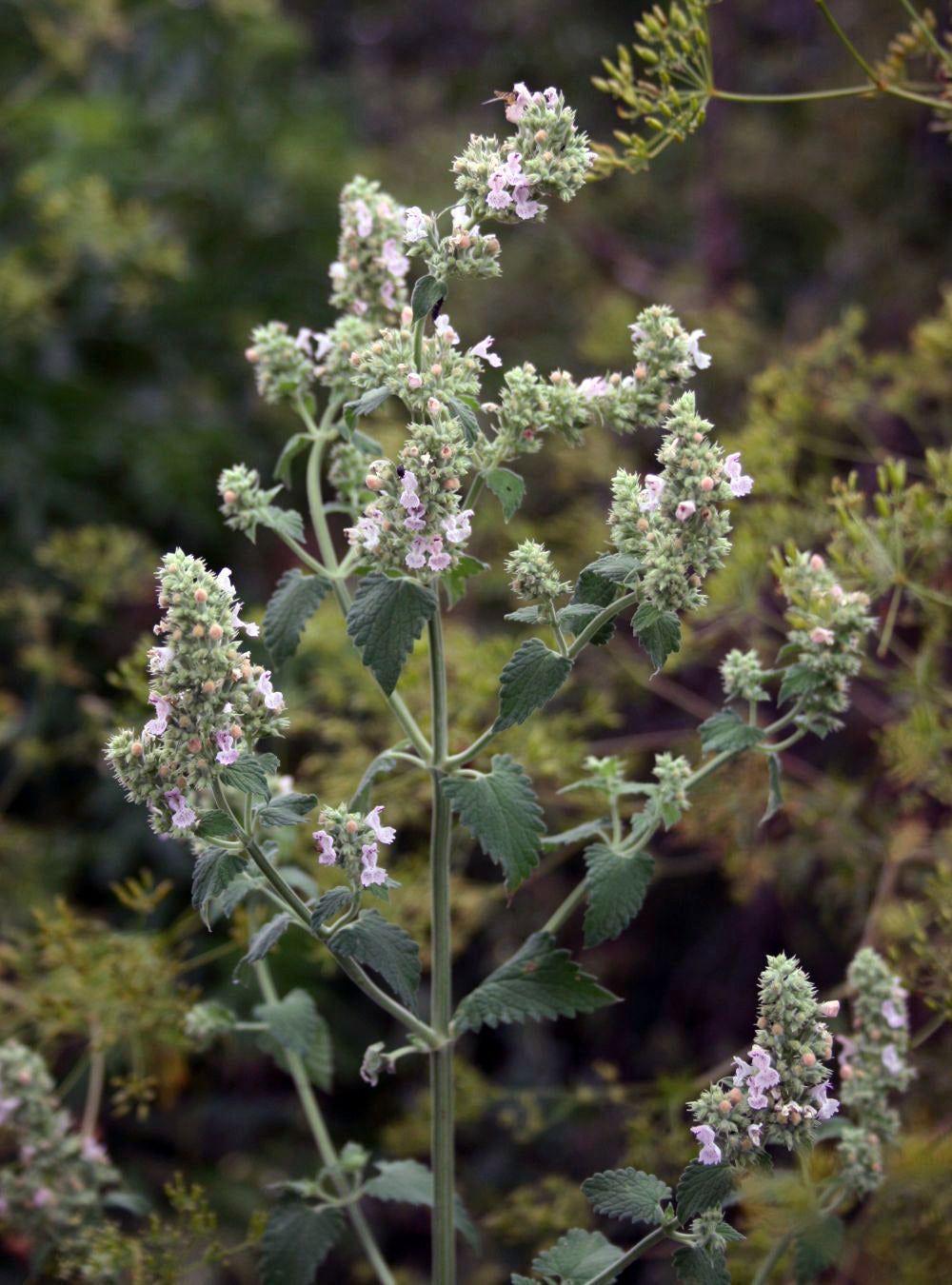 Green Catmint herb seeds