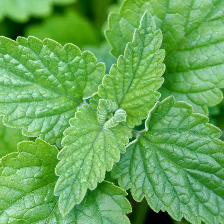 Camphor Catnip (Nepeta camphorata) Seeds for Planting – Heirloom, Non-GMO, High Germination Seeds