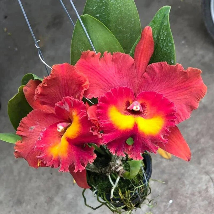 Semillas de Orquídea Cattleya Roja para Sembrar – Herencia No-GMO Alta Germinación