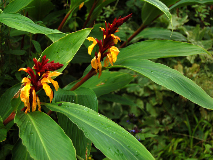 Green Cautleya Spicata Ornamental Plant Seeds for Planting | Heirloom Non-GMO High Germination Seeds