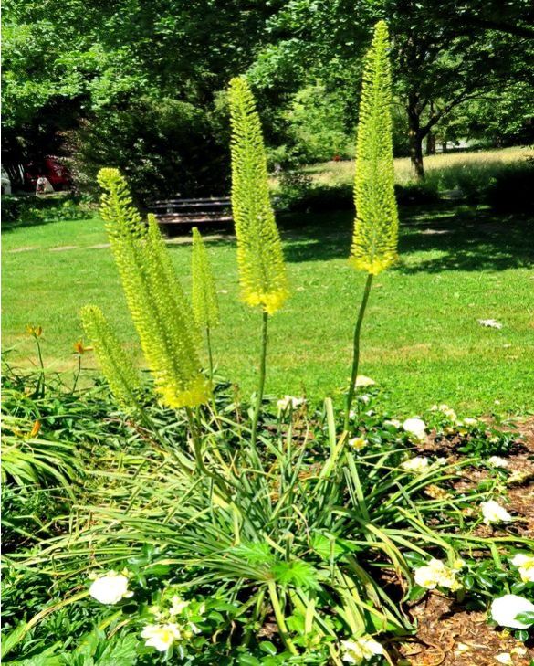 Green Eremurus Flower Seeds – Heirloom Non-GMO High Germination Garden Seeds