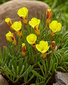 Oxalis versicolor Flower Seeds Yellow Red – Heirloom, Non-GMO, High Germination Seeds