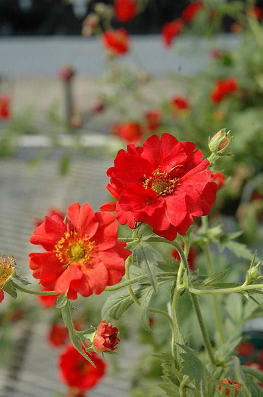 Red Geum Flower Seeds – Heirloom, Non-GMO, High Germination Seeds