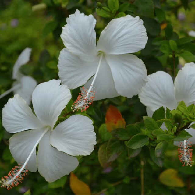 Hibiscus Flower Seeds White – Heirloom, Non-GMO, High Germination Seeds