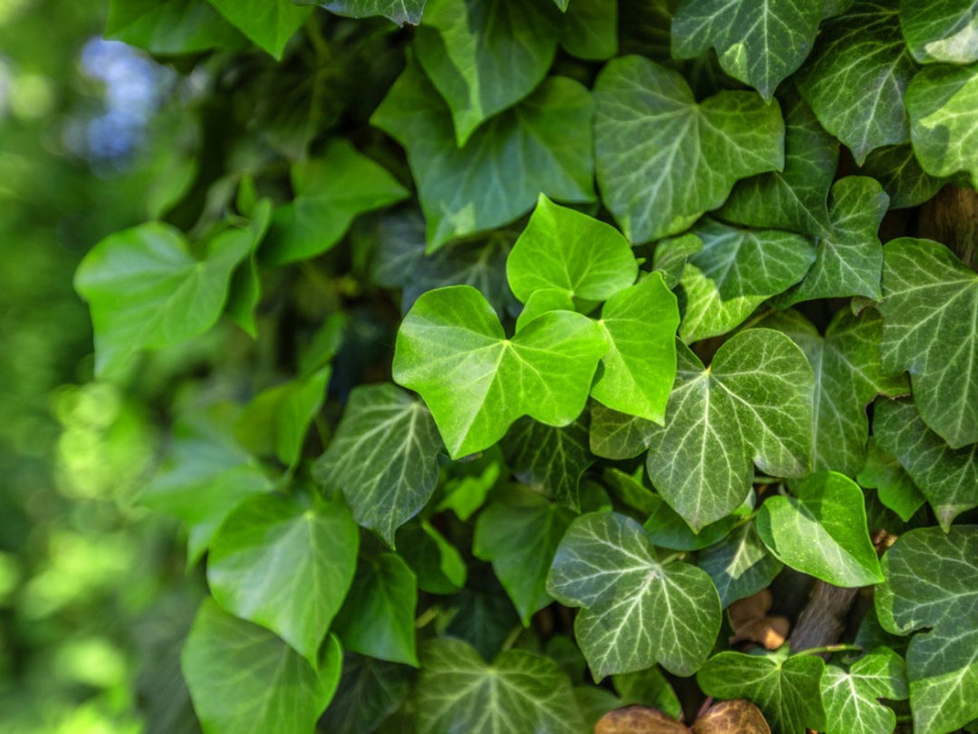Ivy Plant herb seeds