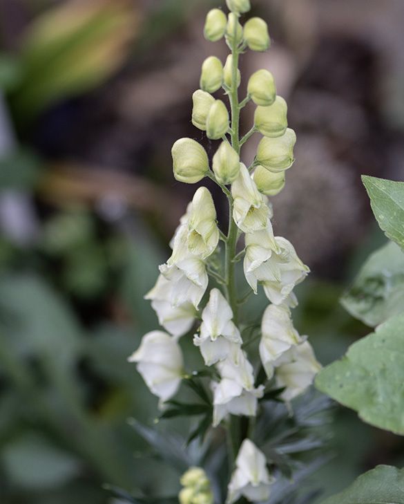 Aconitum Flower Seeds White for Planting – Heirloom Non-GMO High Germination Organic Seeds