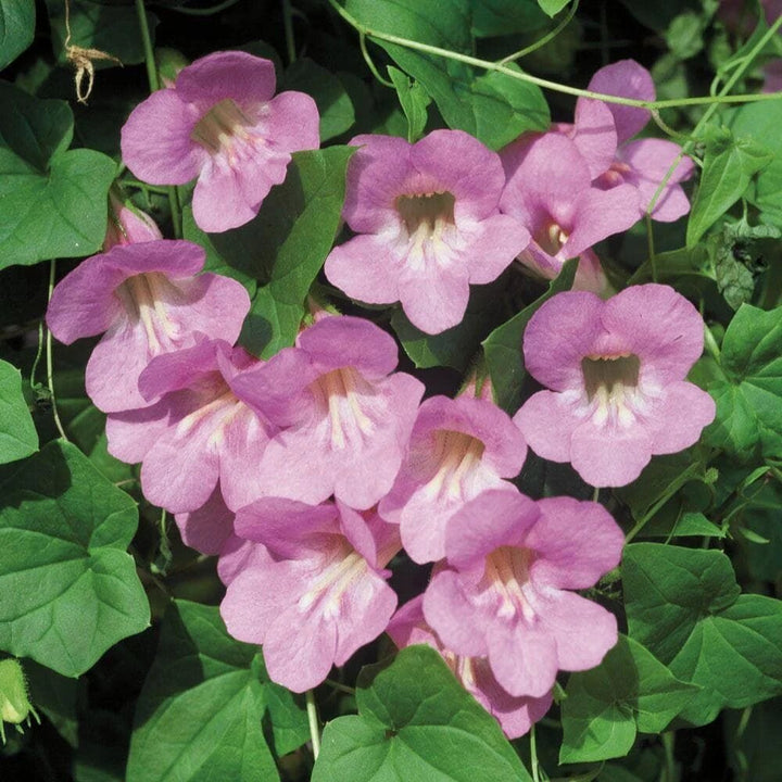 Pink Cobaea Scandens Flower Seeds – Heirloom, Non-GMO, High Germination Seeds