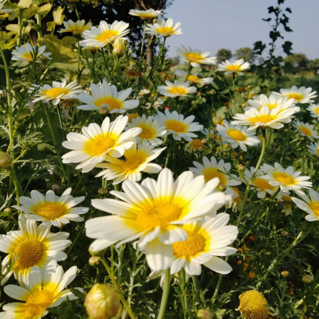 Crown Daisy (Garland Chrysanthemum, Glebionis coronaria) heirloom non-GMO garden seeds for planting growing naturally in a home garden