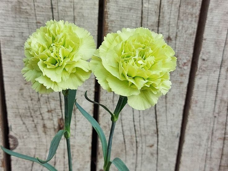 Green Carnation Flower Seeds – Heirloom, Non-GMO, High Germination Garden Seeds