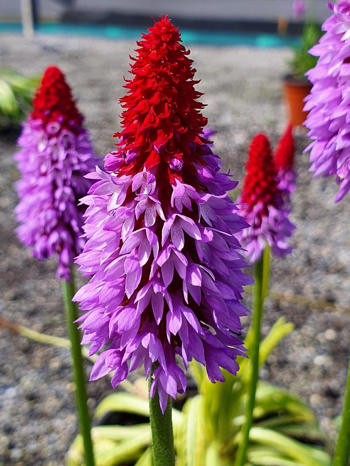Kniphofia Uvaria Flower Seeds Purple Heirloom Non-GMO High Germination Organic Garden Seeds for Planting