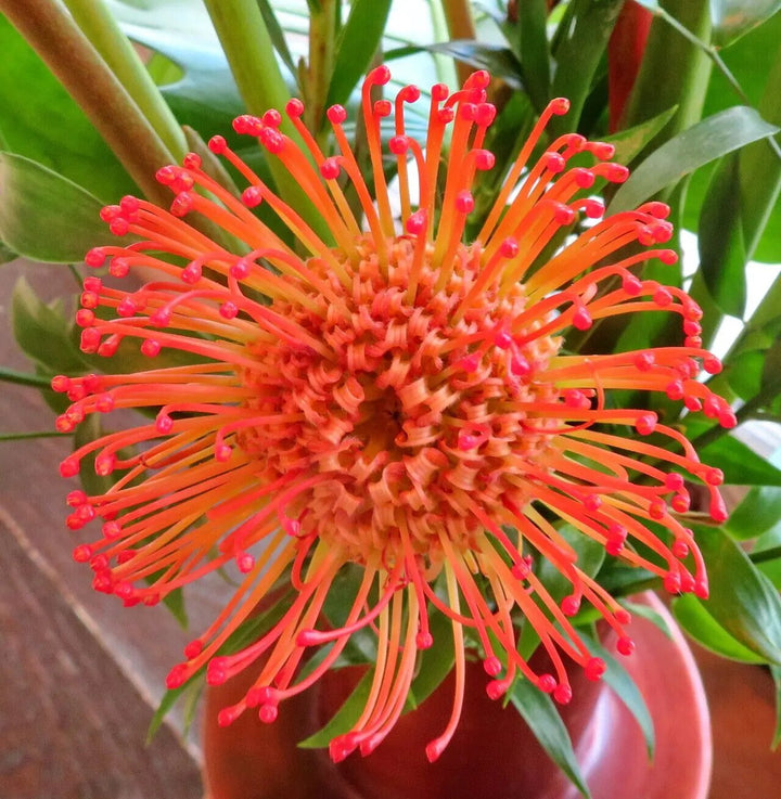 Leucospermum Flower Seeds Orange – Heirloom, Non-GMO, High Germination Seeds