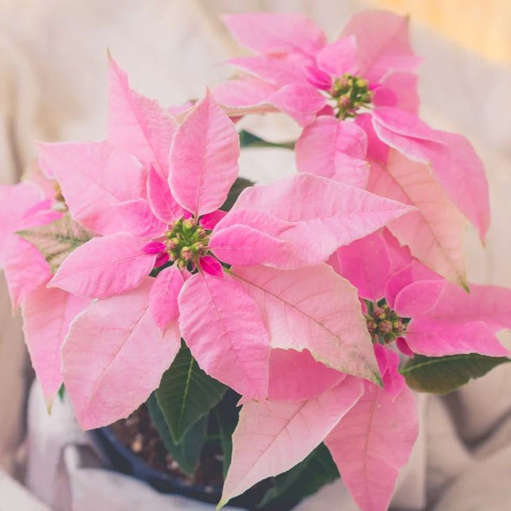 Pink Poinsettia Flower Seeds for Planting – Heirloom Non-GMO Organic Garden Seeds