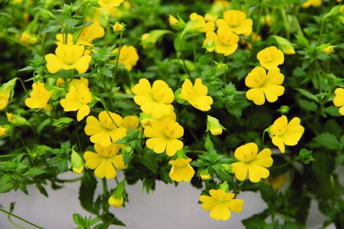 Yellow Bacopa Flower Seeds for Planting – Heirloom Non-GMO High Germination Organic Seeds