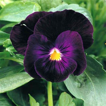 Giant Pansy Flower Seeds Violet – Heirloom, Non-GMO, High Germination Seeds
