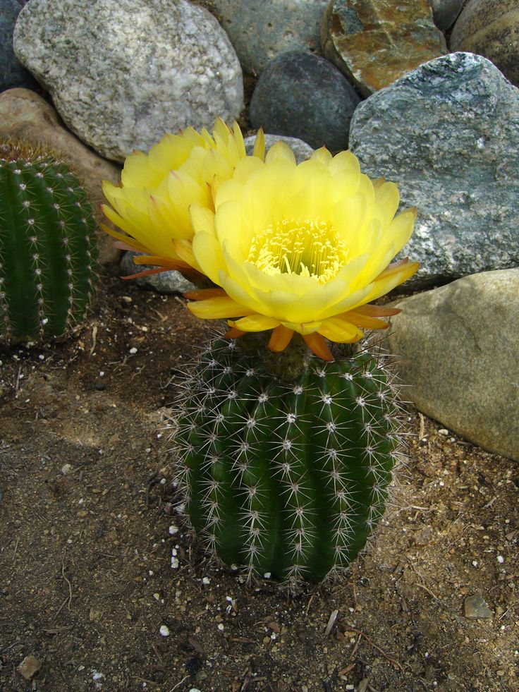 Perennial Giant Cactus Flower Seeds for Planting Yellow – Heirloom Non-GMO Organic Garden Seeds High Germination