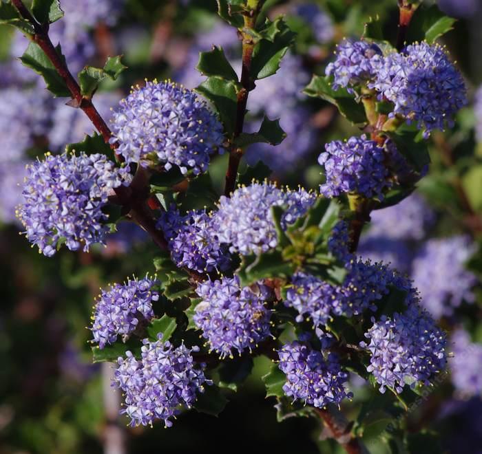 Purple Ceanothus Flower Seeds for Planting – Heirloom Non-GMO High Germination Seeds