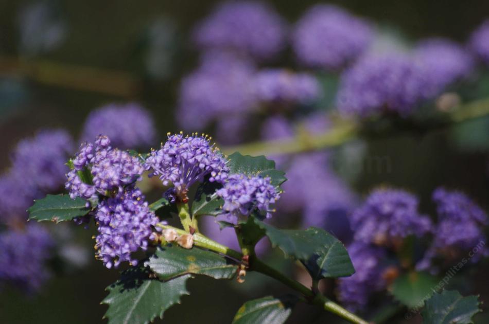 Purple Ceanothus Flower Seeds for Planting – Heirloom Non-GMO High Germination Seeds