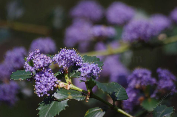 Purple Ceanothus Flower Seeds for Planting – Heirloom Non-GMO High Germination Seeds
