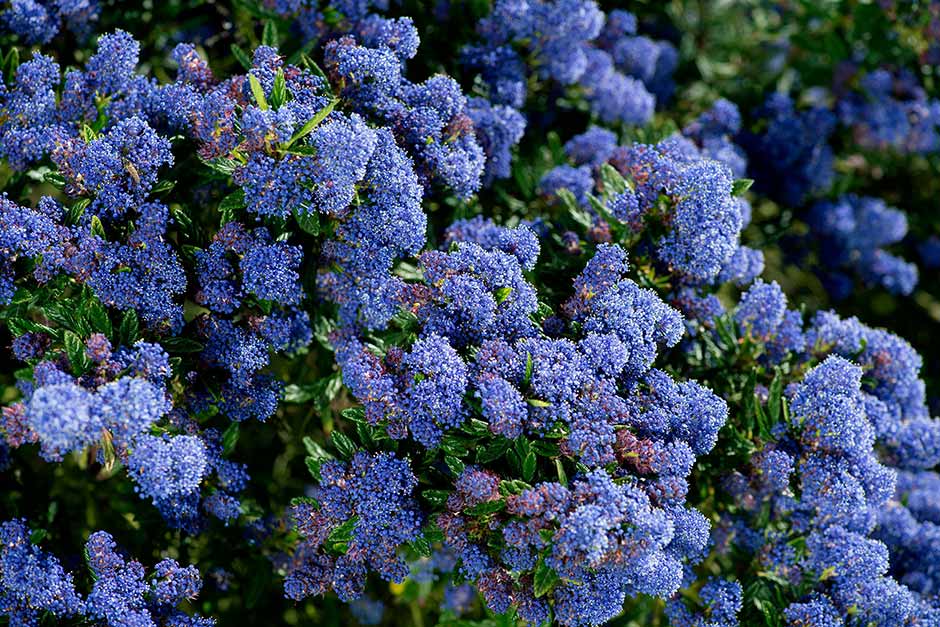 Blue Ceanothus Flower Seeds for Planting – Heirloom Non-GMO High Germination Seeds