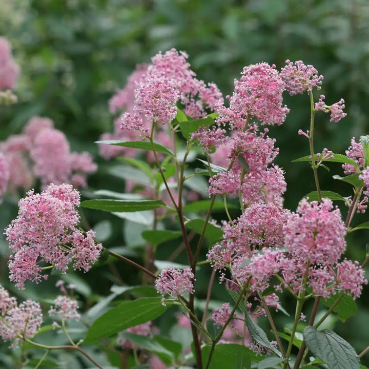 Pink Ceanothus Flower Seeds for Planting – Heirloom Non-GMO High Germination Seeds