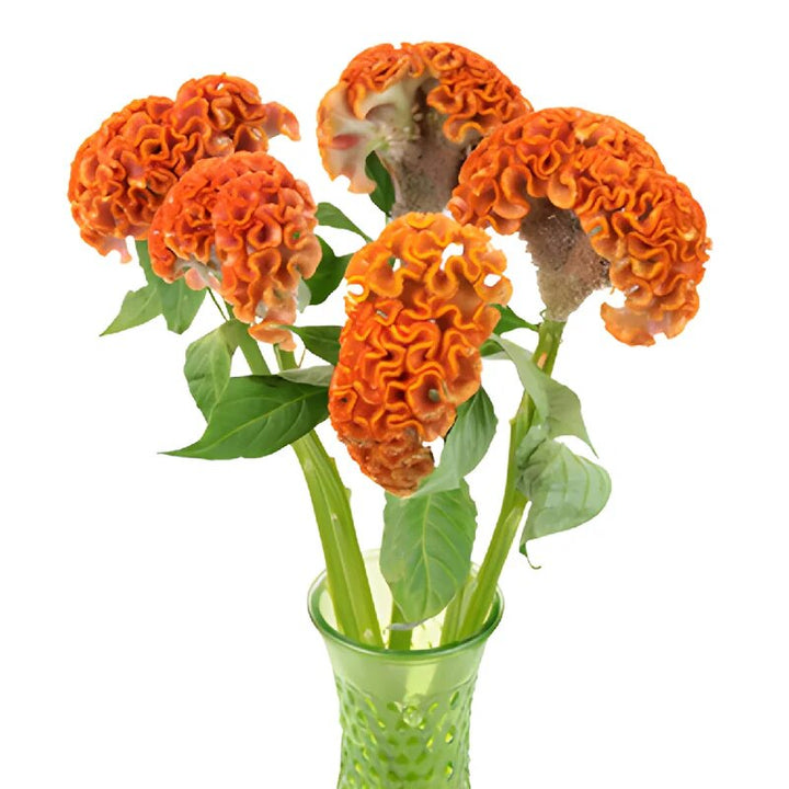 Orange Celosia Flower Seeds for Planting – Heirloom Non-GMO High Germination Seeds