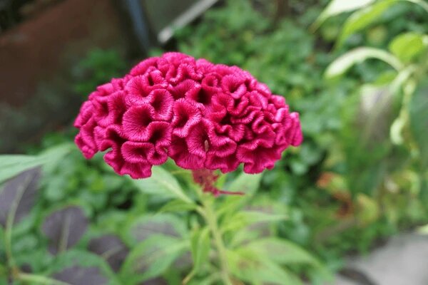 Cockscomb Flower Seeds Pink – Heirloom Non-GMO High Germination Organic Seeds