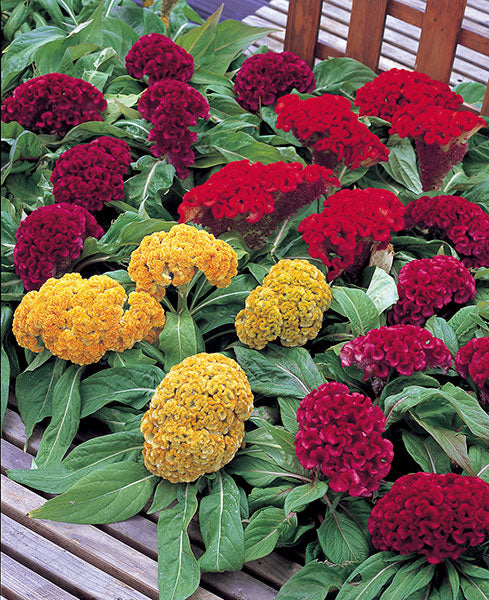 celosia armor flower seeds