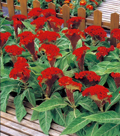 orange celosia flower seeds