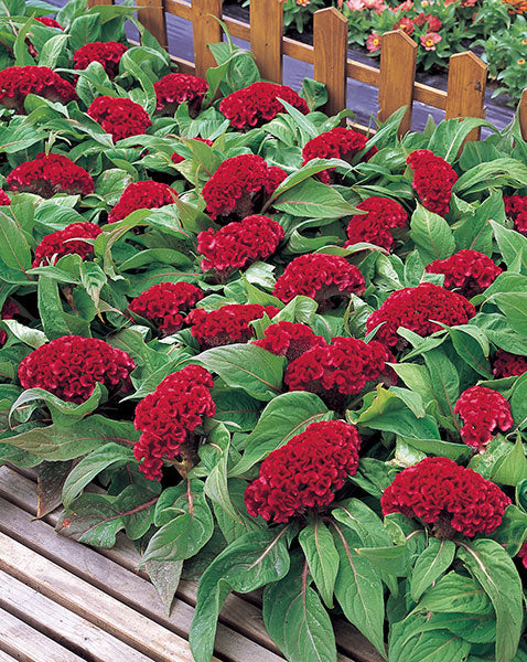 red celosia flower seeds