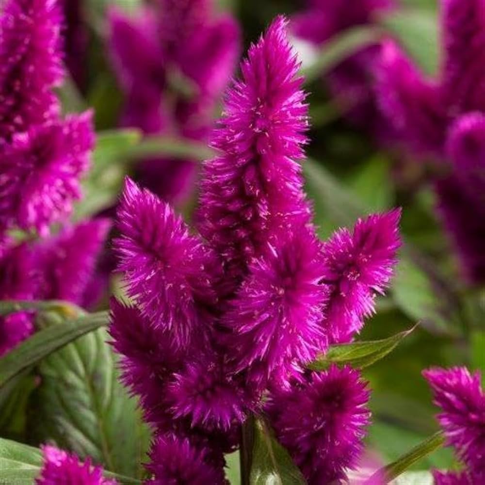 pink celosia flower seeds