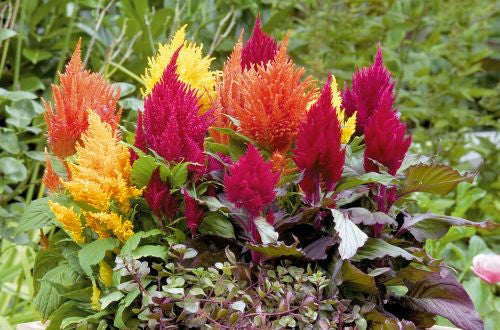 celosia fashion flower seeds