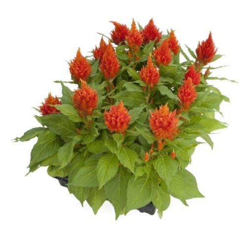 orange celosia flower seeds