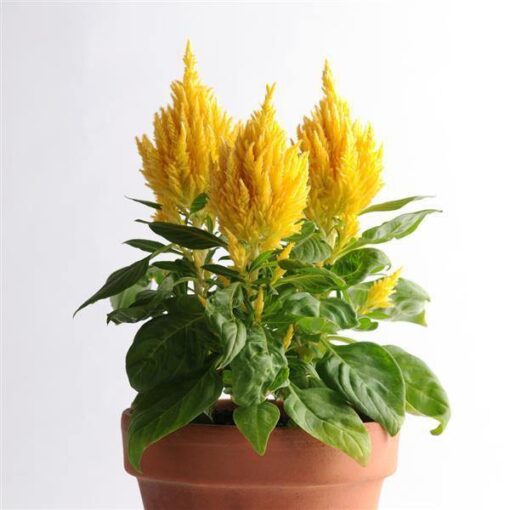 yellow celosia flower seeds