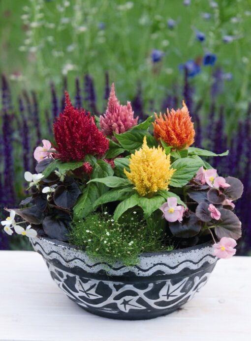 celosia glorious flower seeds