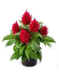 red celosia flower seeds