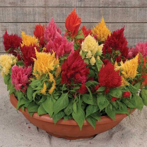 celosiaicecreamhybridimportedheirloomnongmohighgerminationorganicgarden flower seeds