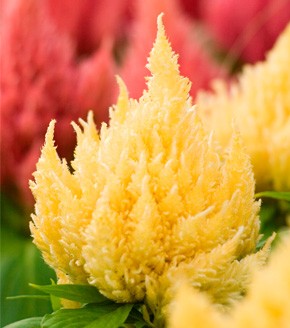 cream yellow flower seeds