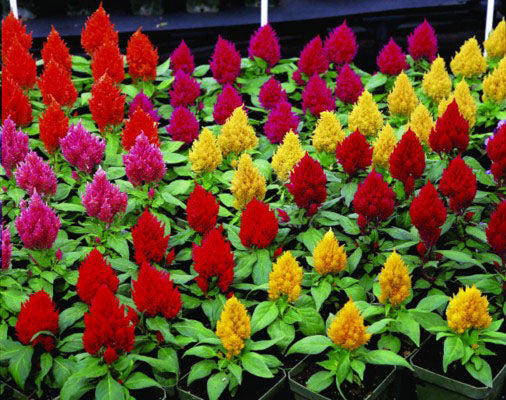 celosia kimono flower seeds