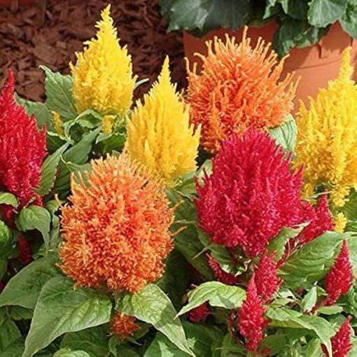 celosiaplumosadwarfopenpollinatedheirloomnongmohighgerminationorganicgarden flower seeds