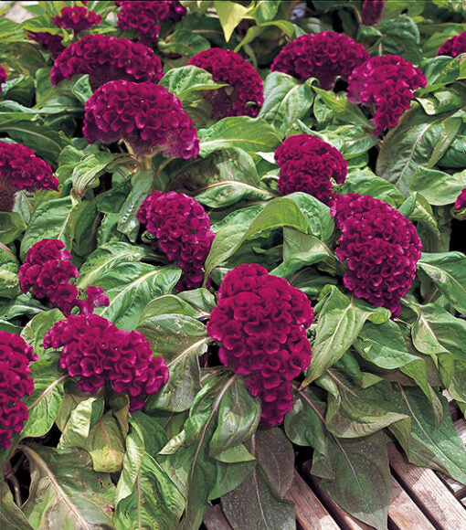 purple celosia flower seeds