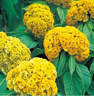 Cockscomb Flower Seeds Yellow – Heirloom, Non-GMO, High Germination Organic Garden Seeds