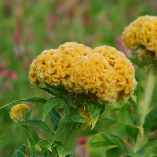 Cockscomb Flower Seeds Yellow – Heirloom, Non-GMO, High Germination Organic Garden Seeds