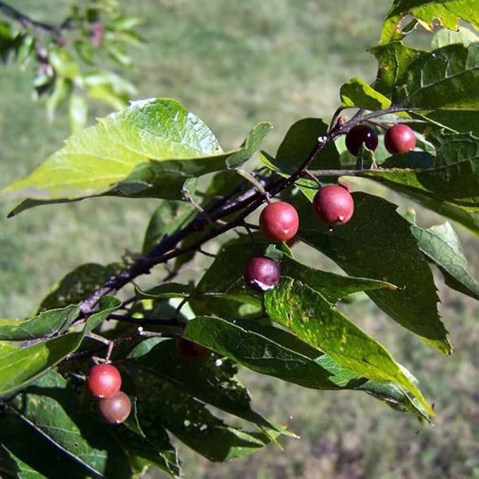 celtis laevigata flower seeds