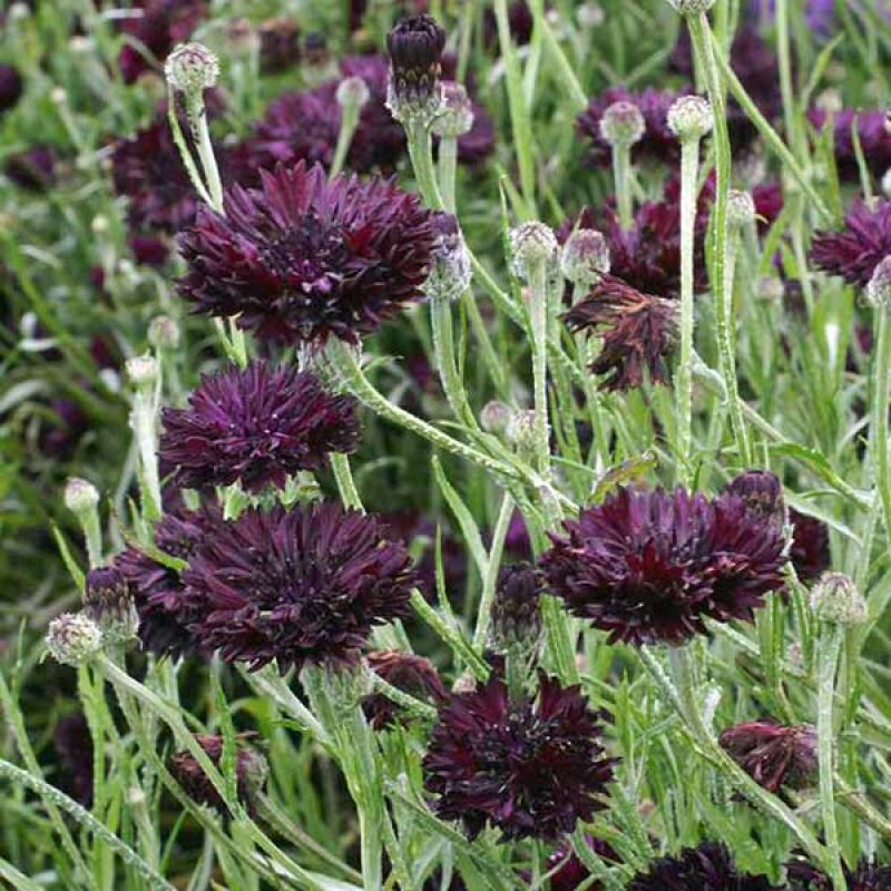 Dark Purple Centaurea Cyanus Flower Seeds for Planting – Heirloom Non-GMO High Germination Seeds Seeds for Planting Organic Garden Seeds