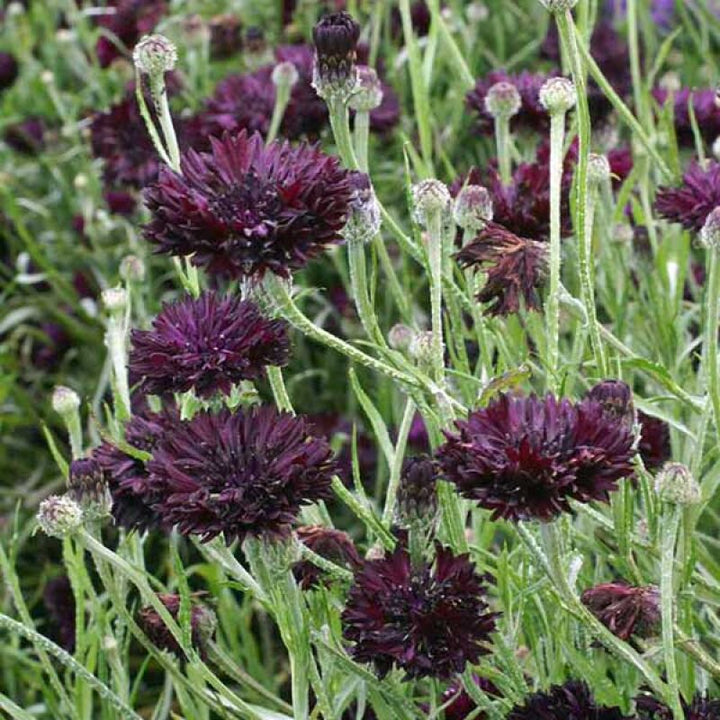 Dark Purple Centaurea Cyanus Flower Seeds for Planting – Heirloom Non-GMO High Germination Seeds Seeds for Planting Organic Garden Seeds
