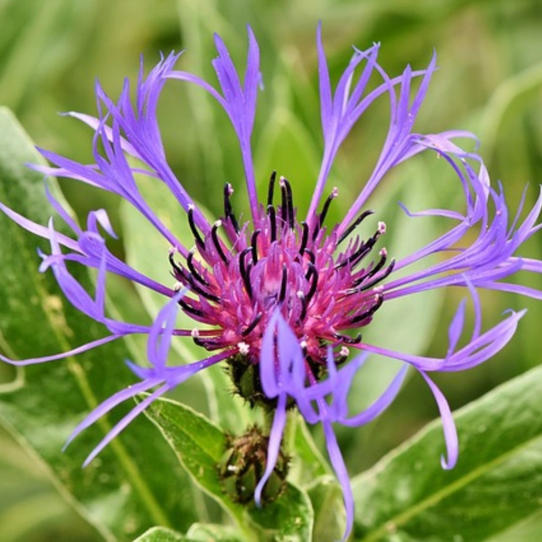 Violet Centaurea Flower Seeds for Planting – Heirloom Non-GMO High Germination Seeds